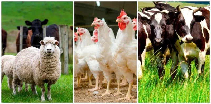 mold inhibitors for livestock feed mold inhibitors for livestock feed